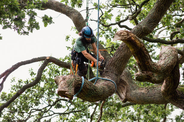 How Our Tree Care Process Works  in  On Top Of The World Designated Place, FL