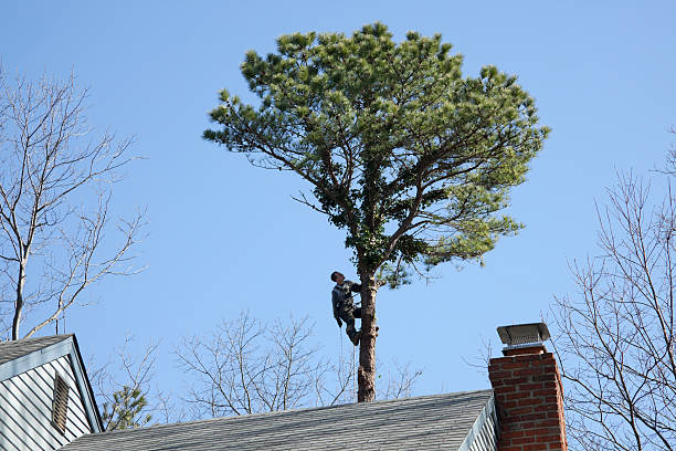 Best Stump Grinding and Removal  in On Top Of The World Designated Place, FL